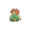 Bellossom - X Y (Normal)