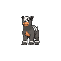 Houndour - X Y (Normal)