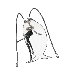 Pheromosa - Ultra Sun Ultra Moon