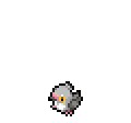 Pidove - Sword Shield