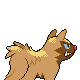Poochyena - Platinum (Back View (Shiny))