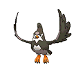 Staravia - Omega Ruby Alpha Sapphire (Normal)